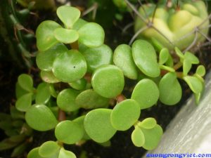 Các loại cây cảnh trang trí nhà hợp phong thủy cho người mệnh Mộc缩略图