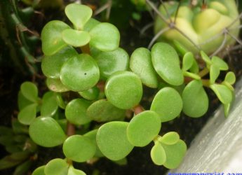 Các loại cây cảnh trang trí nhà hợp phong thủy cho người mệnh Mộc缩略图