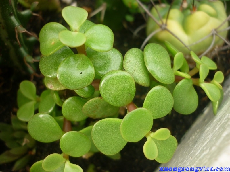 Các loại cây cảnh trang trí nhà hợp phong thủy cho người mệnh Mộc缩略图