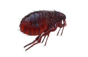 Cách diệt bọ nhảy trên giường đơn giản, hiệu quả tại nhà缩略图